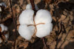 Cotton